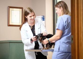 Cincinnati Veterinary Clinics Care Center Cincinnati