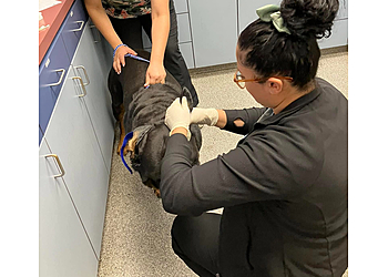 Visalia Veterinary Clinics Care Veterinary Clinic