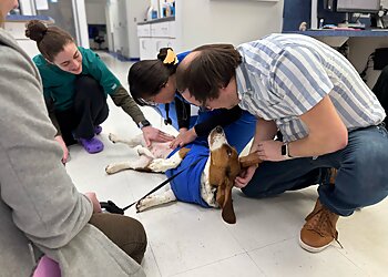Alexandria Veterinary Clinics Caring Hands Animal Hospital Alexandria