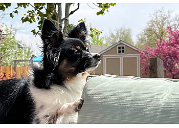 Thornton Veterinary Clinics Caring Hands Veterinary Hospital