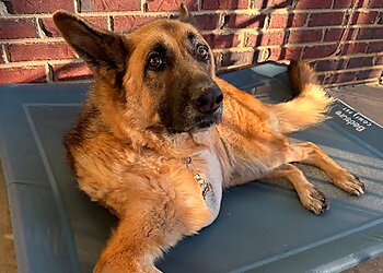 Winston Salem Veterinary Clinics Carolina Veterinary Specialists