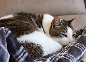 Winston Salem Veterinary Clinics Carolina Veterinary Specialists