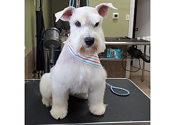 Carolina’s Dog Grooming Salon - Pomona, CA Pet Grooming - Service Image
