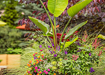 Jackson Landscaping Companies Carroll's Landscape Services LLC