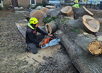 Cary Tree Services Cary Tree Removal