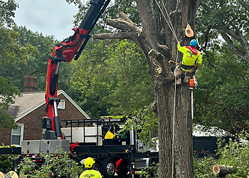Cary Tree Services Cary Tree Removal