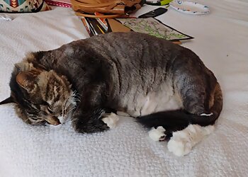 Dallas Veterinary Clinics Casa Linda Animal Clinic