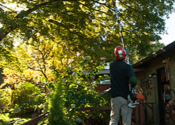 Vancouver Tree Services Cascade Tree Works