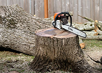 Vancouver Tree Services Cascade Tree Works