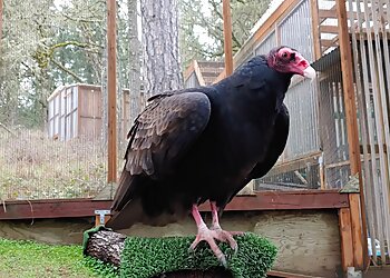 Eugene Places To See Cascades Raptor Center