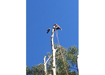 Castillo Tree Service Inc - Hayward, CA Tree Services - Service Image