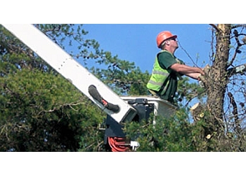 Castillo Tree Service Inc - Hayward, CA Tree Services - Team Working Image