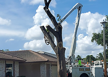 Coral Springs Tree Services Castle Tree Art