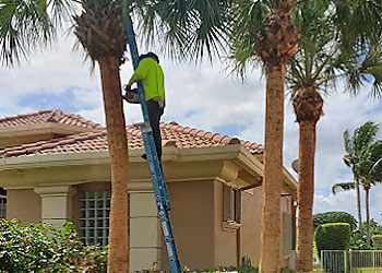 Coral Springs Tree Services Castle Tree Art