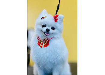 Lowell Pet Grooming CatDog Grooming Salon