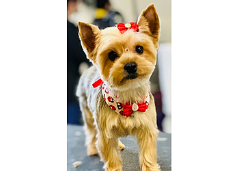 Lowell Pet Grooming CatDog Grooming Salon
