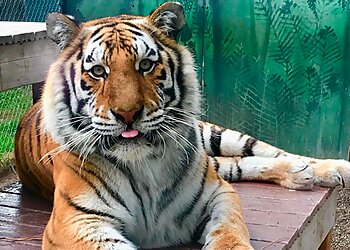 Spokane Places To See Cat Tales Wildlife Center