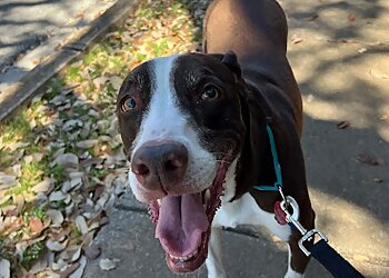 San Antonio Dog Walkers Cathy's Critter Care