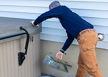 Cambridge Pest Control Companies Catseye Pest Control Cambridge