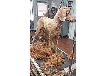 Fullerton Pet Grooming Celebrity Paw Spa