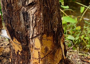 Bridgeport Tree Services Celtic Tree & Landscape, LLC