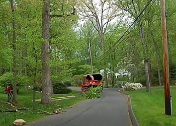 Bridgeport Tree Services Celtic Tree & Landscape, LLC