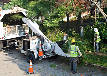 Peoria Tree Services Central Arbor Tree Care