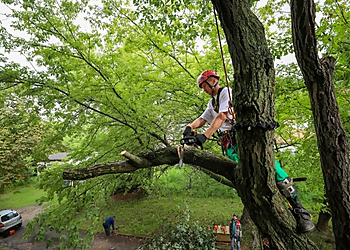 Peoria Tree Services Central Arbor Tree Care