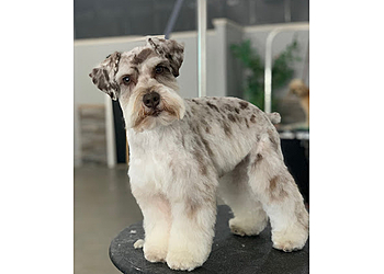 Salinas Pet Grooming Central Barks