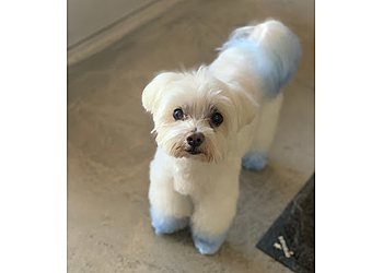 Salinas Pet Grooming Central Barks