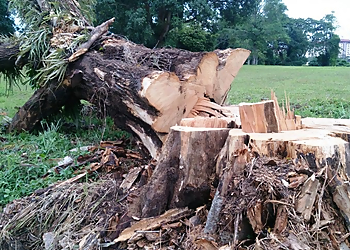 Lexington Tree Services Central Kentucky Tree Service