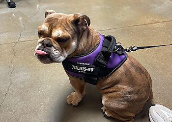 Round Rock Veterinary Clinics Central Texas Veterinary Speciality and Emergency Hospital