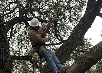 Round Rock Tree Services Certified Arbor Care
