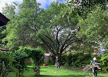 Round Rock Tree Services Certified Arbor Care