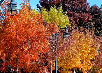 Lancaster Tree Services Chad's Chippers Tree Service