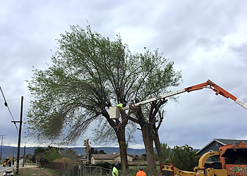 Lancaster Tree Services Chad's Chippers Tree Service