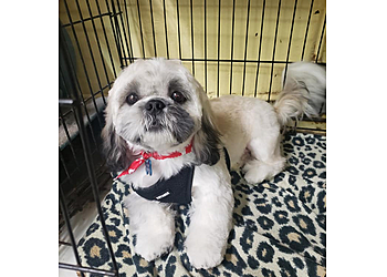 Stockton Pet Grooming Charlene's Quality Pet Groom