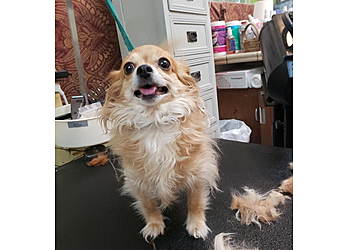 Stockton Pet Grooming Charlene's Quality Pet Groom