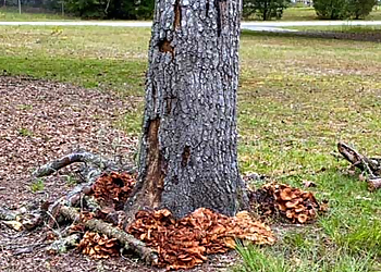 Charleston Tree Services Charleston Tree Experts - SavATree