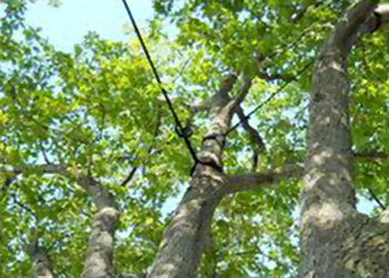 Charleston Tree Services Charleston Tree Experts - SavATree