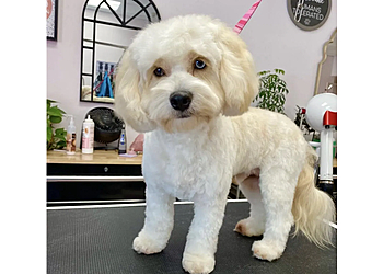 Chattanooga Pet Grooming Chattagroomer