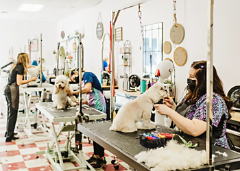 Chattanooga Pet Grooming Chattagroomer