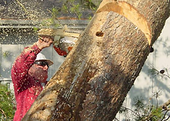 Chattanooga Tree Services Chattanooga Tree Service Inc.