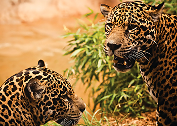 Chattanooga Places To See Chattanooga Zoo