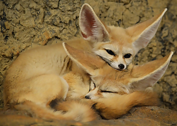 Chattanooga Places To See Chattanooga Zoo