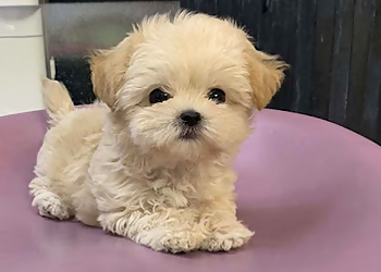 Detroit Pet Grooming Chets Dog Grooming & Boarding