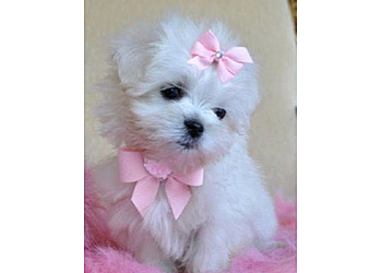 Detroit Pet Grooming Chets Dog Grooming & Boarding