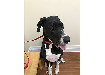 Lexington Veterinary Clinics Chevy Chase Animal Clinic