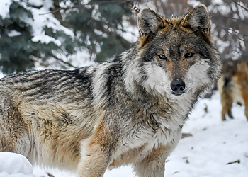 Colorado Springs Places To See Cheyenne Mountain Zoo