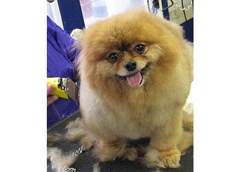 Santa Rosa Pet Grooming Chez Jeanne Dog and Cat Grooming